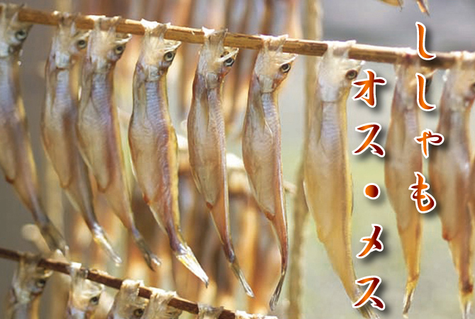 ししゃもオス・メス